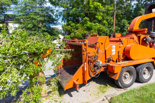 The Steps Involved in Our Tree Care Process in Cedar Grove, FL